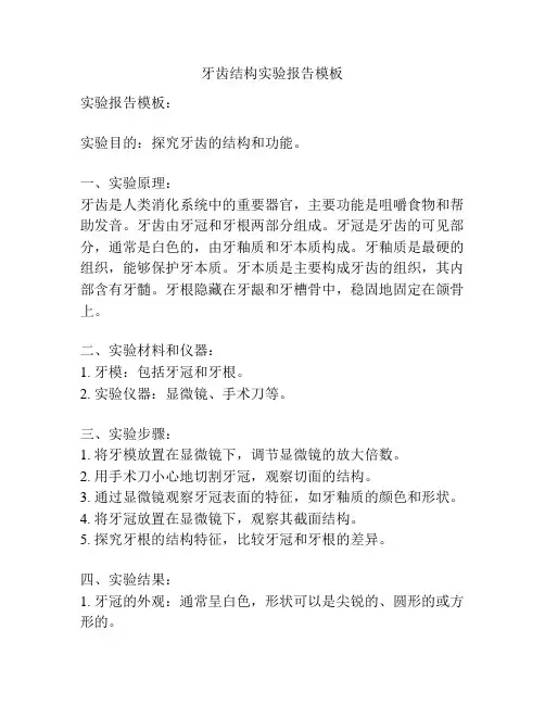 牙齿结构实验报告模板