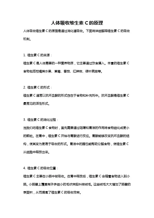 人体吸收维生素C的原理