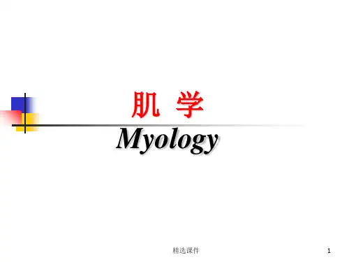 《运动解剖学》-肌学