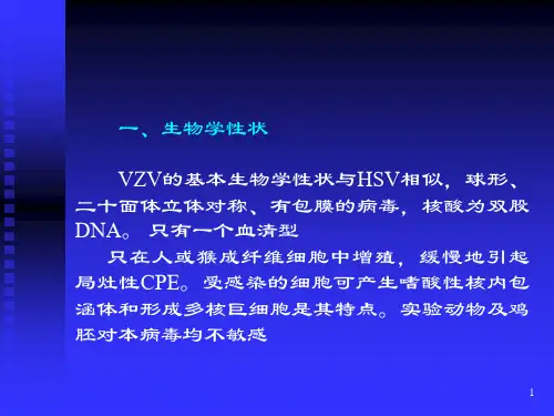 第二节水痘带状疱疹病毒