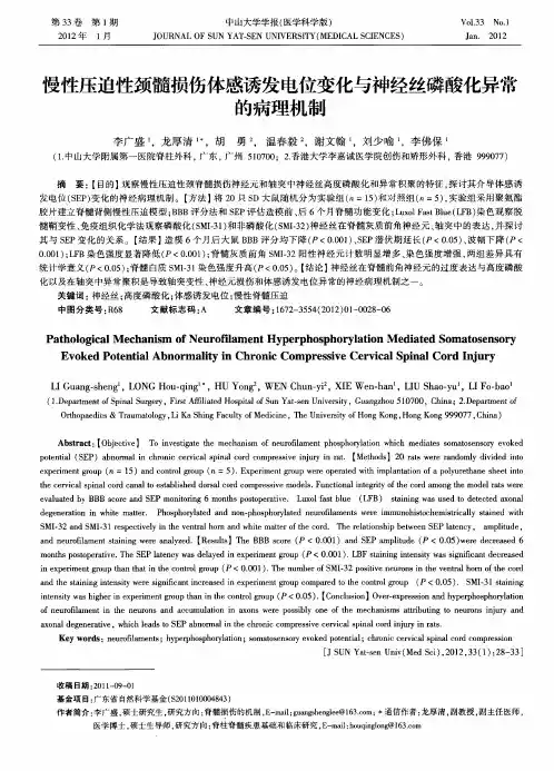 慢性压迫性颈髓损伤体感诱发电位变化与神经丝磷酸化异常的病理机制