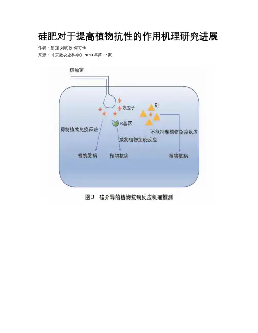 硅肥对于提高植物抗性的作用机理研究进展