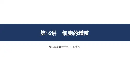 第16讲 细胞的增殖-2025年高考生物一轮复习课件