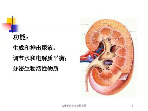 人体解剖学之泌尿系统培训课件
