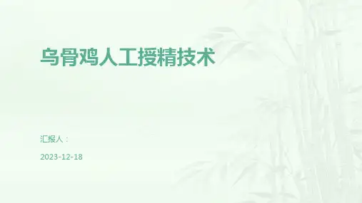 乌骨鸡人工授精技术