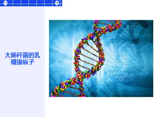 大肠杆菌的乳糖操纵子