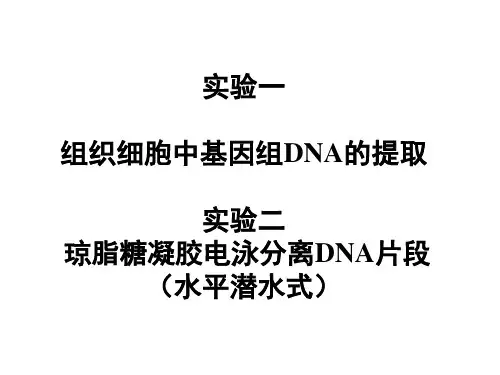 【生化实验】DNA提取与电泳