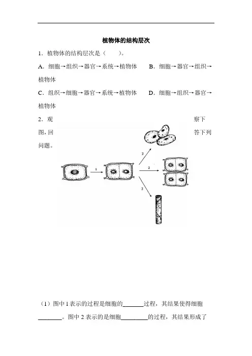 植物体的结构层次练习题1