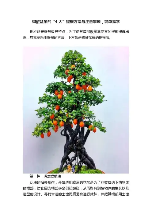 树桩盆景的“4大”提根方法与注意事项，简单易学