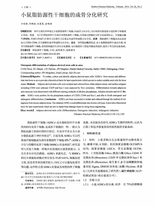 小鼠脂肪源性干细胞的成骨分化研究