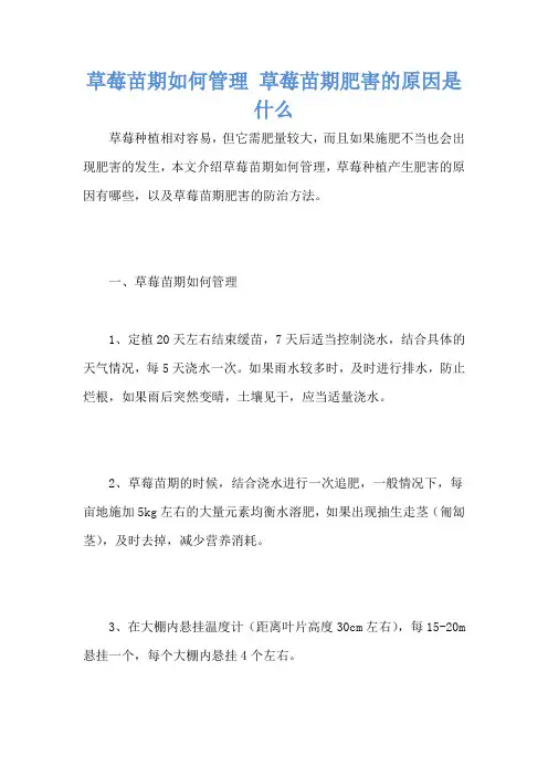 草莓苗期如何管理 草莓苗期肥害的原因是什么