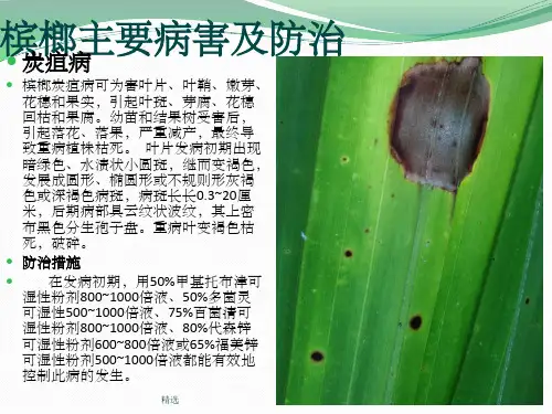 槟榔主要病害及防治PPT课件