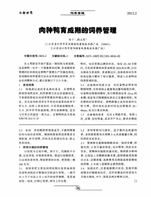 肉种鸭育成期的饲养管理