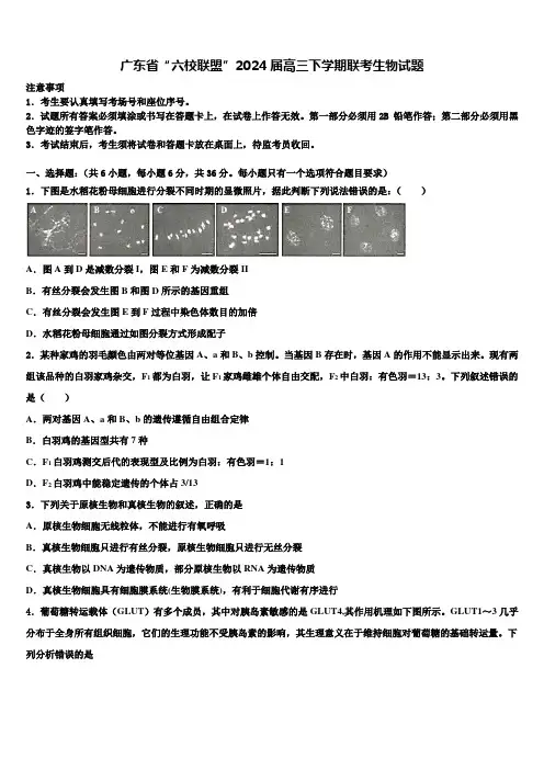 广东省“六校联盟”2024届高三下学期联考生物试题含解析