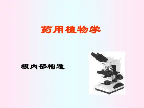 药用植物学-根内部构造