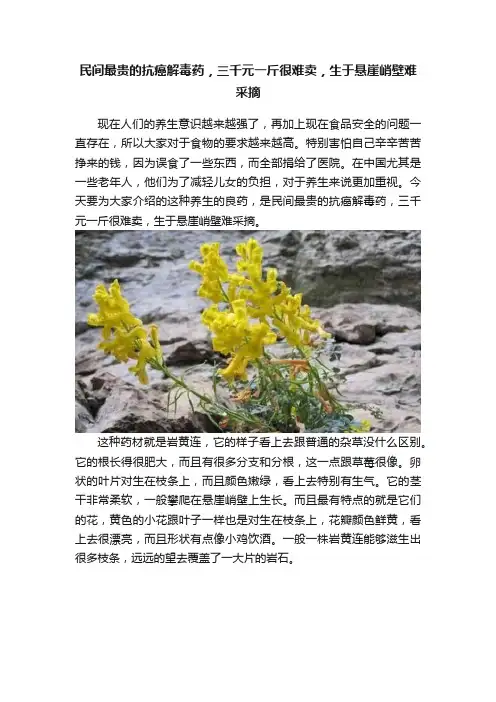 民间最贵的抗癌解毒药，三千元一斤很难卖，生于悬崖峭壁难采摘