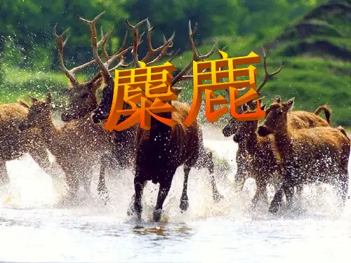 六年级上册语文课件-课文17 麋鹿｜苏教版 (共31张PPT)