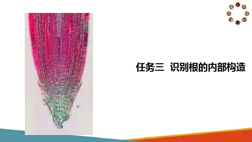 识别药用植物的显微构造—识别根的内部构造