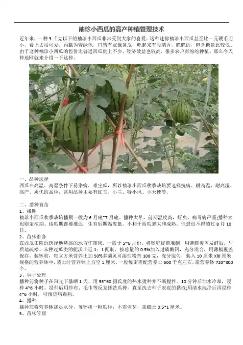 袖珍小西瓜的高产种植管理技术
