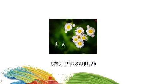三年级上册美术课外班课件-《春天里的微观世界》(共15张PPT)-全国通用