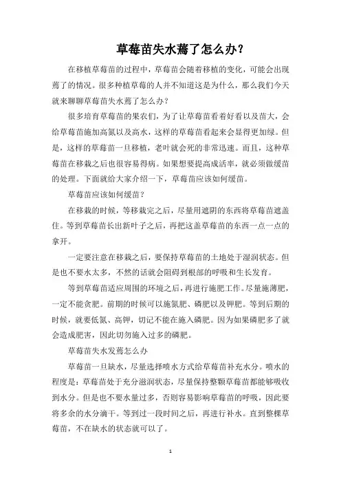 草莓苗失水蔫了怎么办？