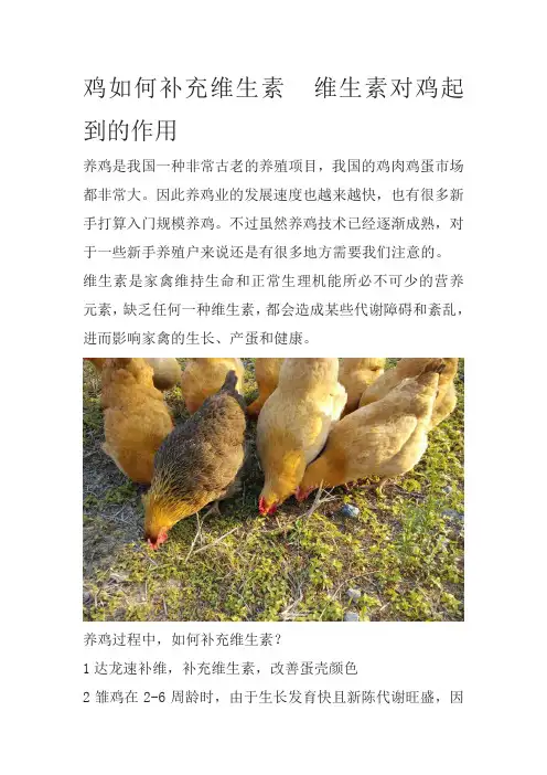 鸡如何补充维生素  维生素对鸡起到的作用