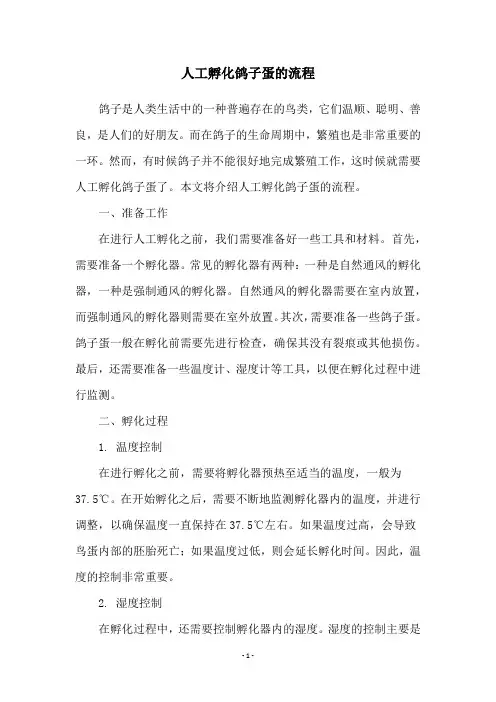 人工孵化鸽子蛋的流程