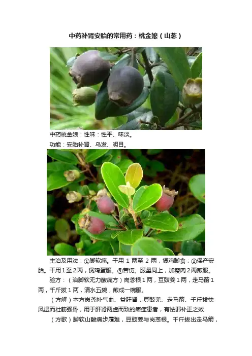 中药补肾安胎的常用药：桃金娘（山菍）