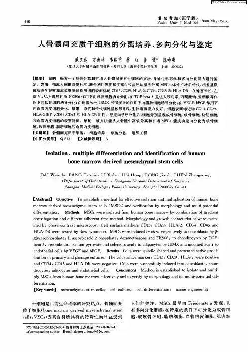 人骨髓间充质干细胞的分离培养、多向分化与鉴定