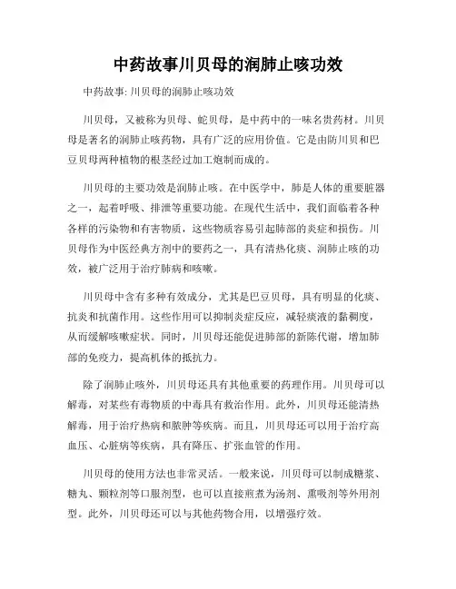 中药故事川贝母的润肺止咳功效