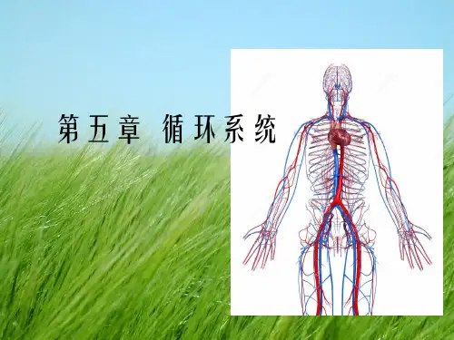人体及动物生理学 - 循环系统幻灯片PPT