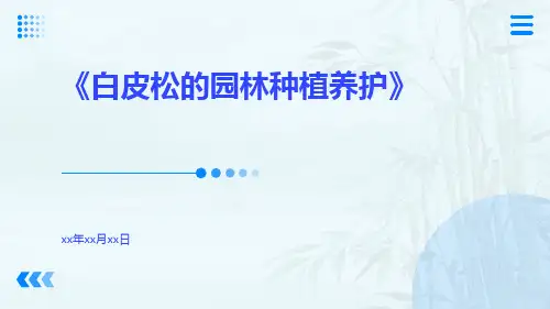 白皮松的园林种植养护
