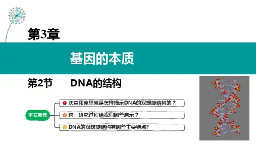 DNA的结构课件-高一下学期生物人教版(2019)必修2
