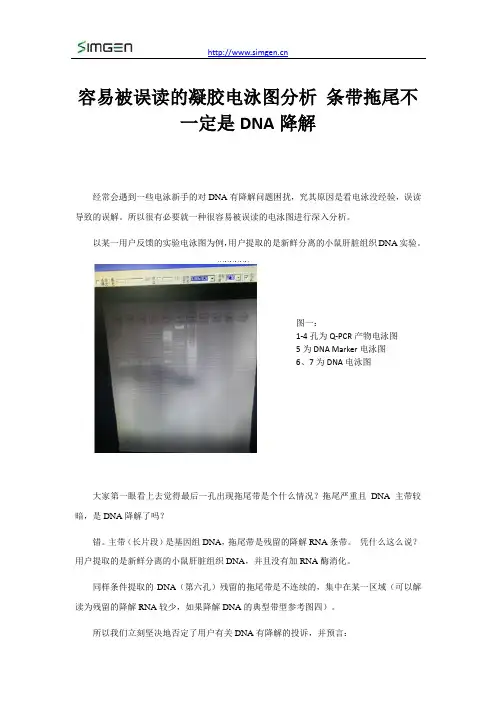 容易被误读的凝胶电泳图分析 条带拖尾不一定都是DNA降解