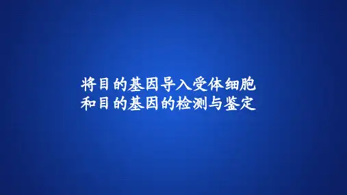 高中生物课件《将目的基因导入受体细胞 和目的基因的检测与鉴定 》