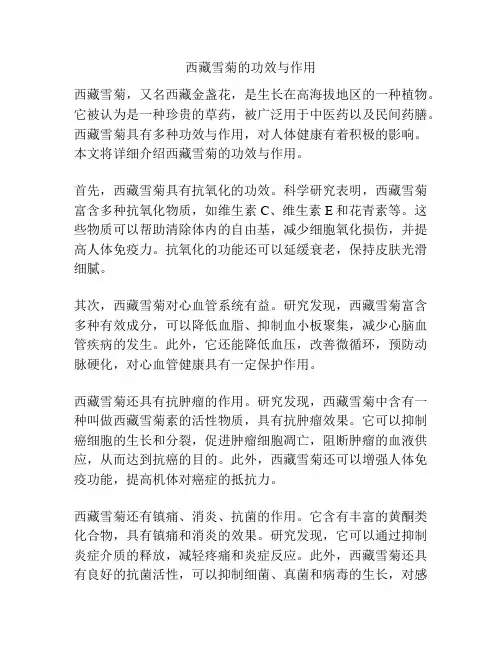 西藏雪菊的功效与作用