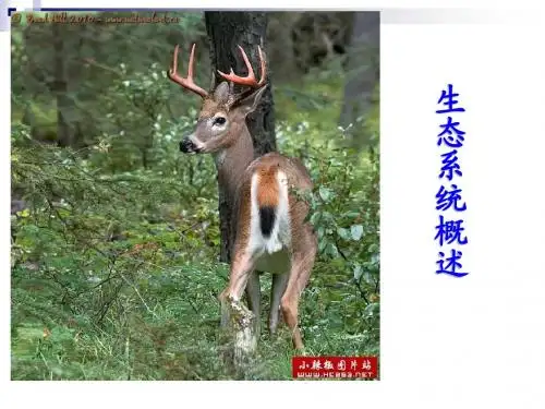 八年级生物下册23.2生态系统概述课件1(新版)北师大版