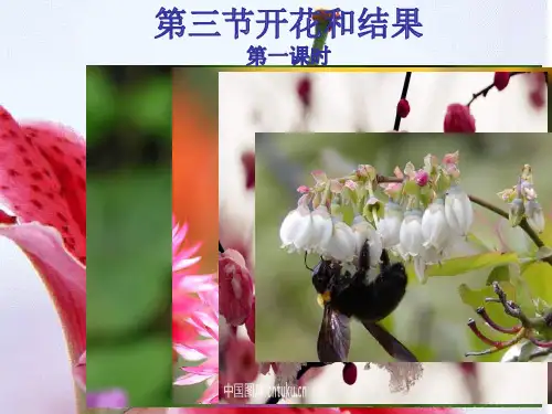3.2.3 开花与结果 课件 人教版七年级上册生物(共21张PPT)