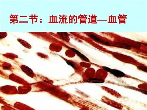 《血流的管道——血管》教学课件29 人教版