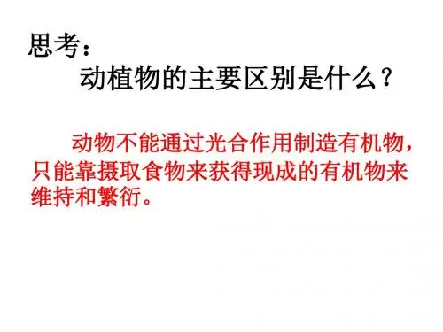 腔肠动物和扁形动物(共35张PPT)