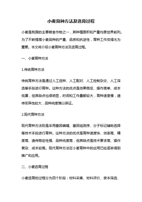 小麦育种方法及选育过程