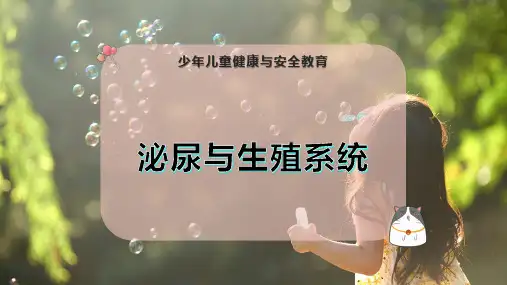 泌尿与生殖系统