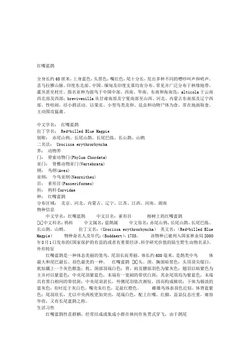 红嘴蓝鹊