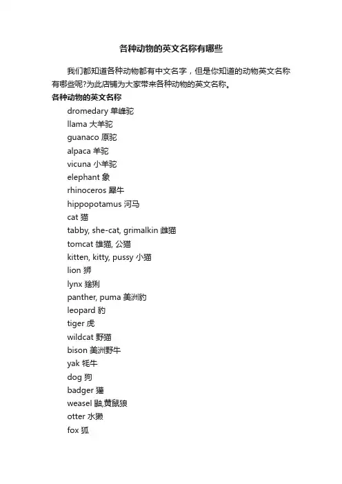 各种动物的英文名称有哪些