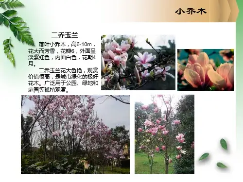 园林常用小乔木及灌木PPT54页
