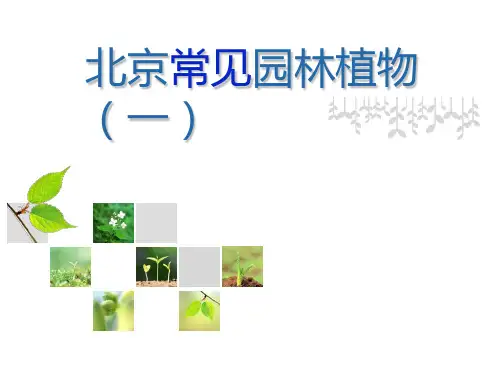 北京常见园林植物(一)