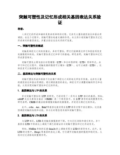 突触可塑性及记忆形成相关基因表达关系验证