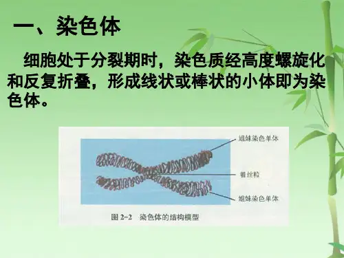 第一节 减数分裂中的染色体行为(共79张PPT)