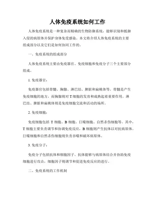 人体免疫系统如何工作