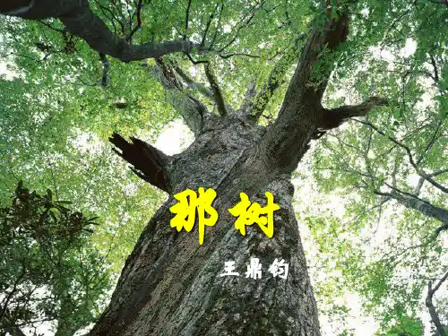 部编版九年级下册语文《那树》PPT课件